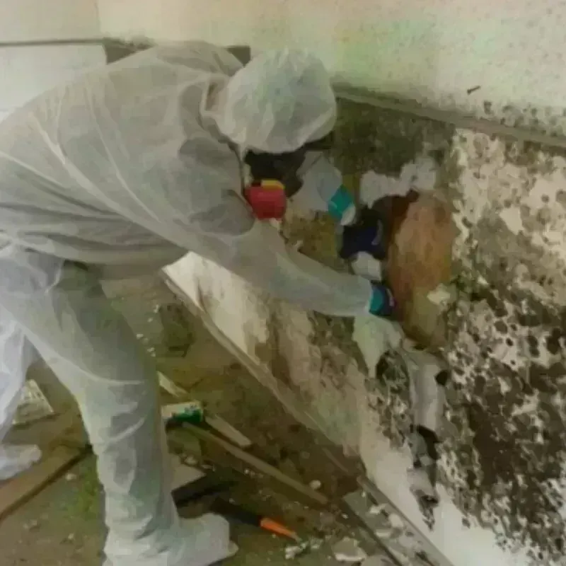 Mold Remediation and Removal in Clearwater, MN